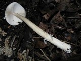 Amanita borealisorora image