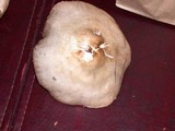 Pluteus petasatus image