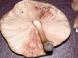 Pluteus petasatus image