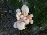 Laetiporus cincinnatus image