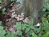 Crepidotus applanatus image