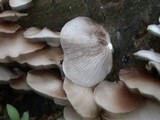 Crepidotus applanatus image