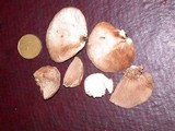 Crepidotus applanatus image