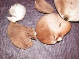 Crepidotus applanatus image