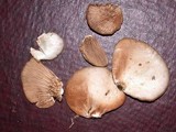 Crepidotus applanatus image