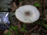 Agaricus placomyces image