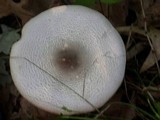 Agaricus placomyces image