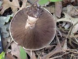 Agaricus placomyces image