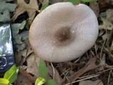 Agaricus placomyces image