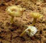 Hygrocybe melleofusca image