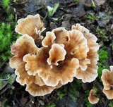 Podoscypha petalodes image