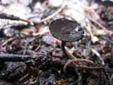 Plectania nannfeldtii image