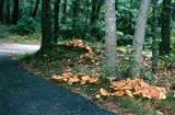 Boletochaete bicolor image