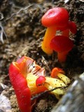 Hygrocybe subcaespitosa image