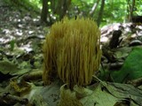 Ramaria stricta image