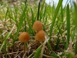 Conocybe tenera image