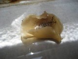 Peziza domiciliana image