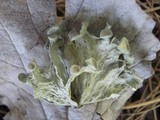 Ramalina sinensis image