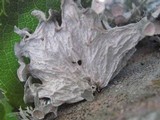 Ramalina sinensis image