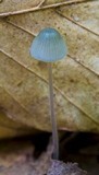 Mycena subcaerulea image