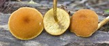Pholiota granulosa image