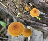 Pholiota granulosa image