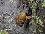 Gyromitra californica image