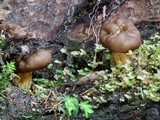 Gyromitra californica image
