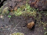 Gyromitra californica image