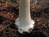 Amanita brunnescens image