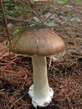 Amanita brunnescens image
