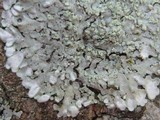 Pyxine sorediata image