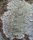 Pyxine sorediata image