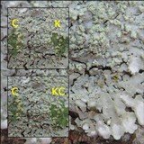 Pyxine sorediata image