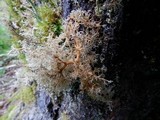 Sphaerophorus tuckermanii image