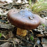 Cortinarius clelandii image
