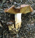 Cortinarius clelandii image