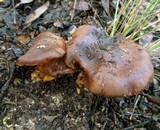 Cortinarius clelandii image