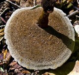 Coltricia perennis image