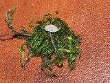 Mycena adscendens image