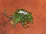 Mycena adscendens image