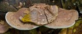 Hapalopilus nidulans image