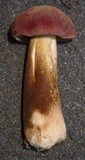 Tylopilus rubrobrunneus image
