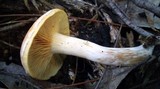 Gymnopilus allantopus image