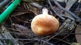 Gymnopilus allantopus image