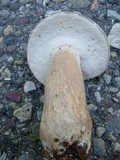 Boletus variipes image