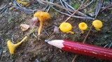 Lichenomphalia chromacea image