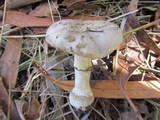 Amanita luteolovelata image