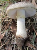 Amanita luteolovelata image