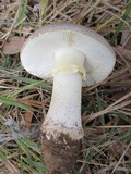 Amanita luteolovelata image